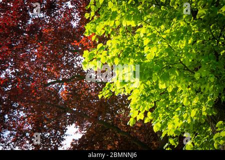 Sun shining on brightly coloured red and green leaves on trees Stock Photo