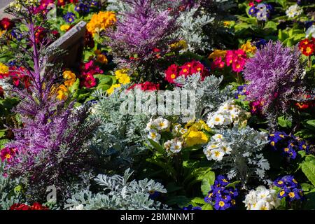 Nice, France, 25th of February 2020: Flowers for sale at the market. Flower market in Nice Stock Photo