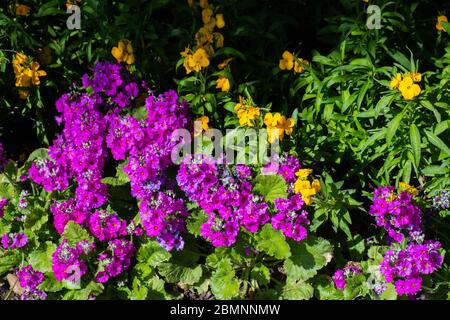 Nice, France, 25th of February 2020: Flowers for sale at the market. Flower market in Nice Stock Photo