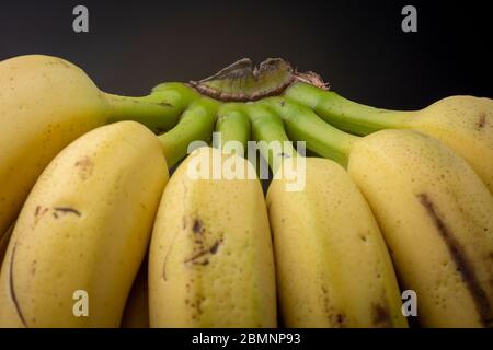 Brightly lit dozen ripe yellow bananas standing upright bound together still by their appendix. Studio low key food still life against a dark back Stock Photo