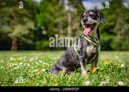 Portrait of a happy havanese dog with open mouth, sticking out a pink tongue, sitting on green grass with yellow dandelions and white daisy flowers. Stock Photo