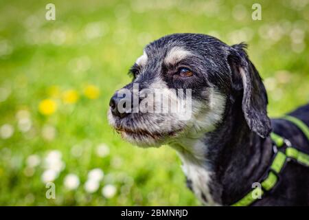 Close up portrait of a young white and black havanese dog on a sunny spring day in a park. Green grass with yellow and white flowers in the background Stock Photo