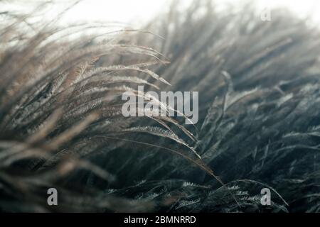 Feathers in macro. Brown ostrich feathers in the sunlight close up. Stock Photo