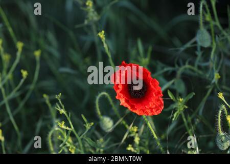 Corn poppy Stock Photo