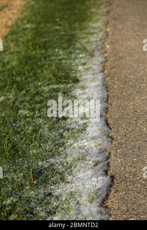 Pollen on the floor and the street Stock Photo