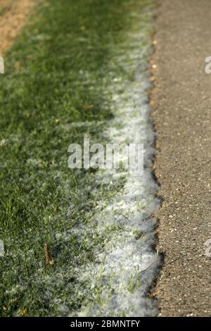 Pollen on the floor and the street Stock Photo