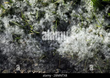 Pollen on the floor and the street Stock Photo