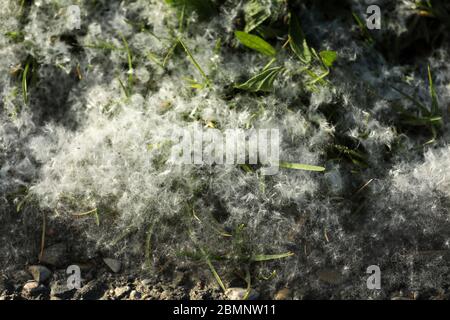 Pollen on the floor and the street Stock Photo