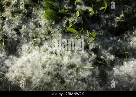 Pollen on the floor and the street Stock Photo