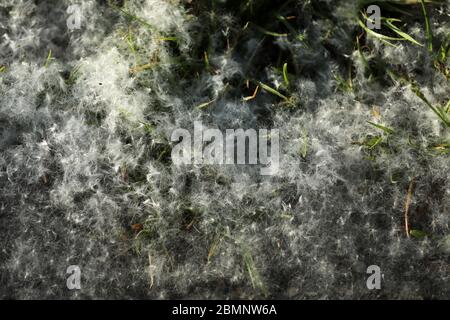 Pollen on the floor and the street Stock Photo