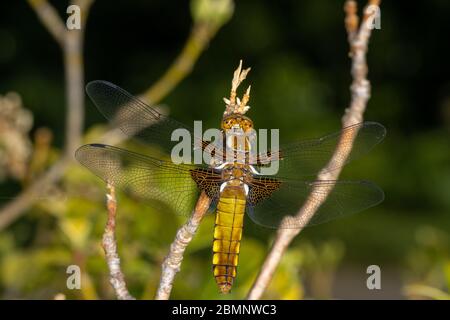 Bright olive yellow white spotted dragonfly perched on branch Stock Photo