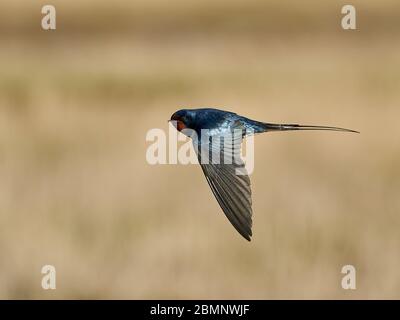 Barn swallow in its habitat in Denmark Stock Photo