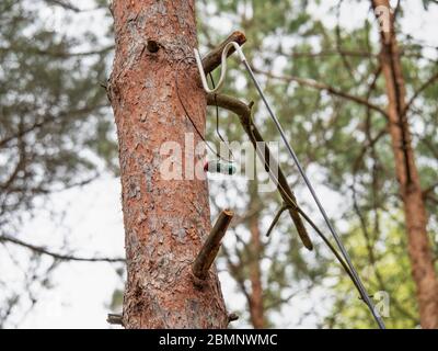 Geocaching container hangs on tree. Man  removes a locating ampoule for geocatching  game using a telescopic hook made of tall pine Stock Photo