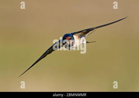 Barn swallow in its habitat in Denmark Stock Photo