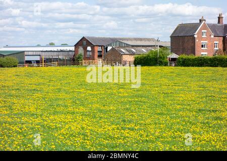 Field full of Dandelions in a meadow at the side of a Cheshire farmhouse England UK Stock Photo