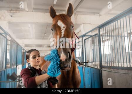 Woman grooming brushes horse out and prepares after ride in stall. Stock Photo