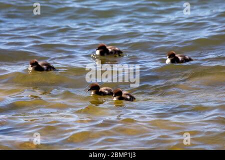 Common merganser of goosander (Mergus merganser) ducklings swimming close to shore Stock Photo