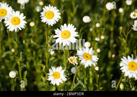 Meadow is full of many beautiful Daisies. Daisies on green background. Daisies are growing on a meadow. Stock Photo