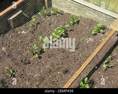 Young beetroot plants are planted in rows in a small raised bed on the veg plot; wire mesh provides some protection from birds. Stock Photo