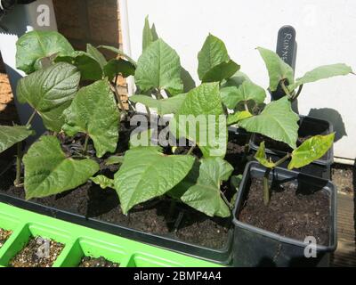 A tray of young runner bean plants with label, ready to be planted out in a raised bed once all danger of frost has passed. Stock Photo