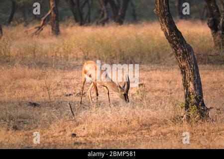 Indian bennetti gazelle or chinkara in Rathnambore National Park, Rajasthan, India Stock Photo