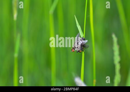 Two gray flesh flies   (  Sarcophaga carnaria  )  mating on grass  in nature Stock Photo