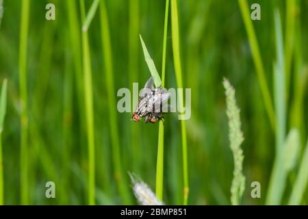 Two gray flesh flies   (  Sarcophaga carnaria  ) mating on a plant in nature Stock Photo