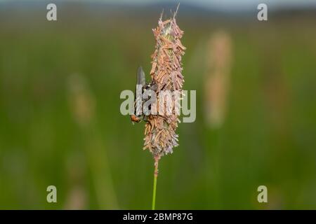 Gray flesh fly   (  Sarcophaga carnaria  )  on a plant in nature with many copy space Stock Photo