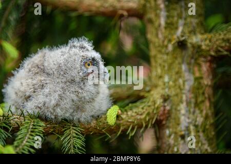 Baby Long-eared owl owl in the wood, sitting on tree trunk in the forest habitat. Beautiful small animal in nature Stock Photo