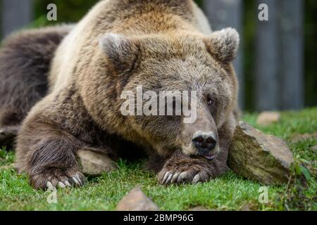 Close-up sleep brown bear portrait. Danger animal in nature habitat. Big mammal. Wildlife scene