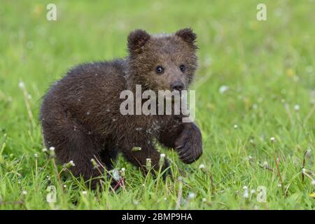 Bear cub in spring grass. Dangerous small animal in nature meadow habitat. Wildlife scene Stock Photo