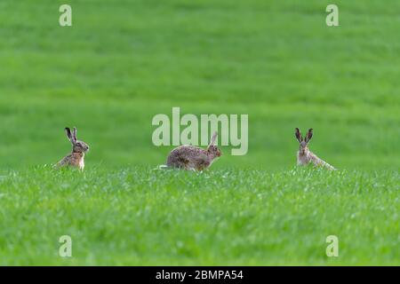 Three cute hare sitting in spring grass. Wildlife scene from nature. Animal on the meadow Stock Photo
