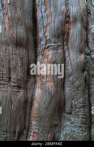 Abstract background  texture of vertical tree trunk undulations grey and red Stock Photo