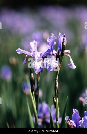 Northern blue flag iris (Iris versicolor), UK Stock Photo