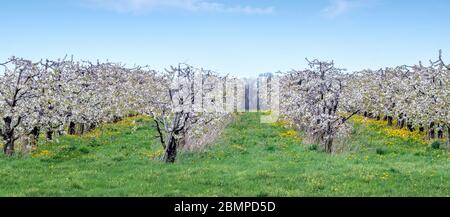 Panorama of flowering apple trees turn this Michigan USA orchard into a white delight of blossoms Stock Photo