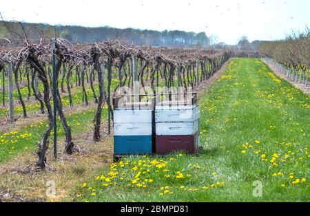 Bees are brought in to pollinate grapes and fruit trees in this Michigan USA vineyard and orchard Stock Photo