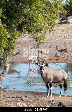 A large antelope, the gemsbok (Oryx gazella) near a watering hole in Etosha National Park,  Namibia, Southern Africa. Stock Photo