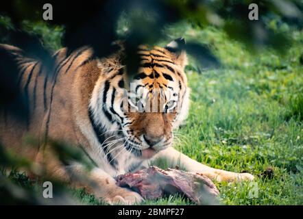 Siberian tiger (Panthera tigris tigris) with food lying on grass beneath trees Stock Photo