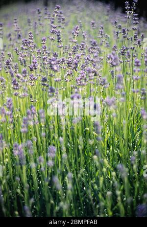 A bed of French Lavender (Lavandula stoechas) Stock Photo