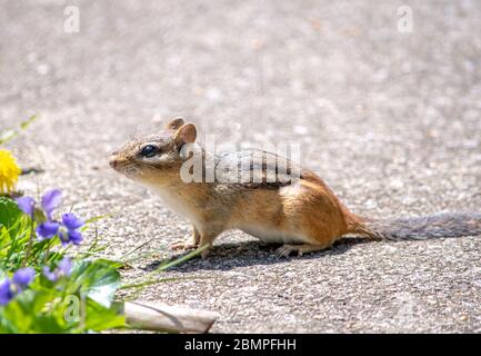 Tiny chipmunk pauses at the edge of the lawn , ready to scurry away at the first sign of danger Stock Photo