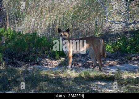 Dingo (Canis familiaris) at Jimmy's Beach, Australia Stock Photo