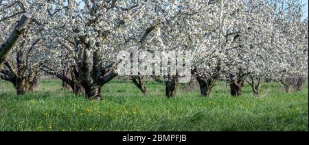 Rows of apple trees are covered in beautiful white apple blossoms on a warm spring day Stock Photo