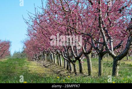 Peach trees in springtime are covered in pink blossoms on this hill top Stock Photo