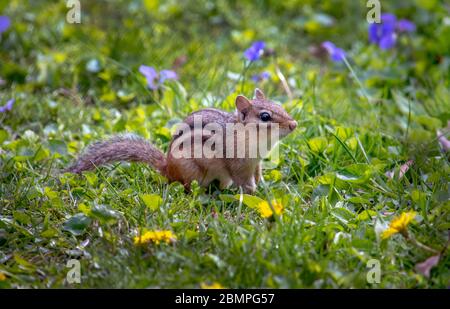 Brown chipmunk with stripes poses in a colorful garden Stock Photo