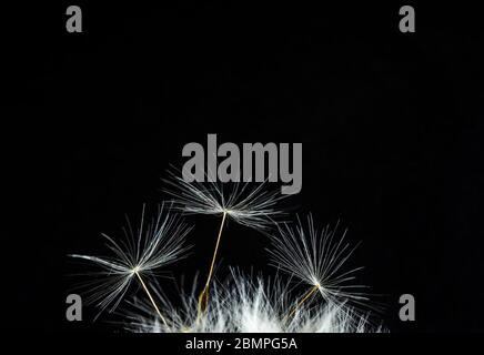 Ripe dandelion seeds. White aerial dandelion umbrellas on the black background. Stock Photo