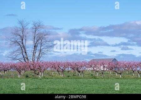 A white barn peeks out from between peach trees, covered in pink blossoms during spring time Stock Photo