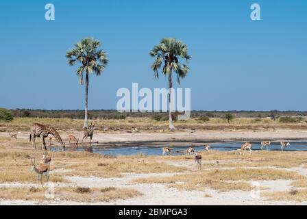 Two Palms (Twee Palms) waterhole near Fisher's Pan with Springbok and Giraffe. Etosha National Park, Namibia. Stock Photo