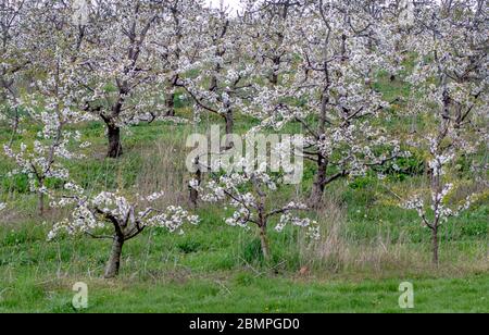Young apple trees on a hill top orchard are covered in white blossoms in spring Stock Photo