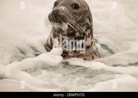 A grey seal, watching carefully from the surf, in trouble with a rope tied tight around its neck swimming in the surf. Stock Photo