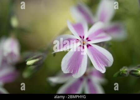 'Candy stripe' creeping Phlox (Phlox subulata) garden flower, close-up, macro. Stock Photo